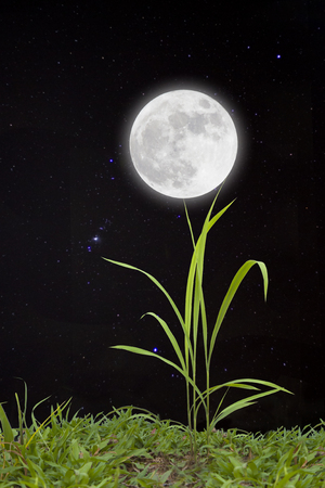Full moon with stars over grass.の写真素材
