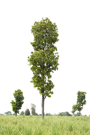 Isolated tree on a white background.の写真素材