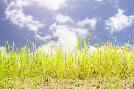 grass and blue sky with cloudy.の写真素材