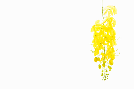 yellow Golden shower ,Cassia fistula flower isolate on white backgroundの写真素材