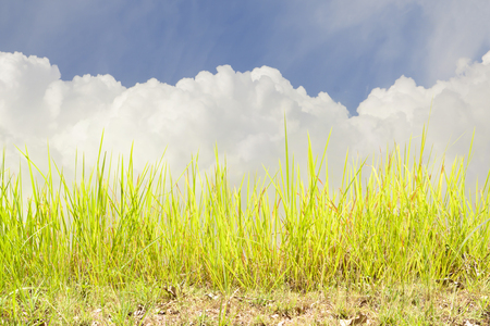 grass and blue sky with cloudy.の写真素材