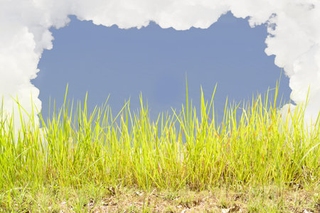 grass and blue sky with cloudy.