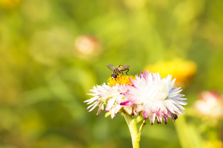 Hover flies on paper daisy flower.