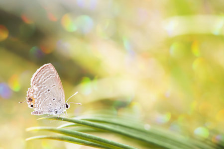 Butterfly in spring.の写真素材