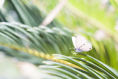 Holly blue in spring.の写真素材