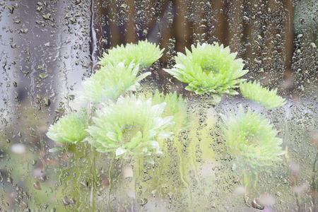 breezy.A bouquet of flowers behind glass wet.の写真素材