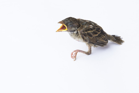 flapper,young bird sick on white background.の写真素材