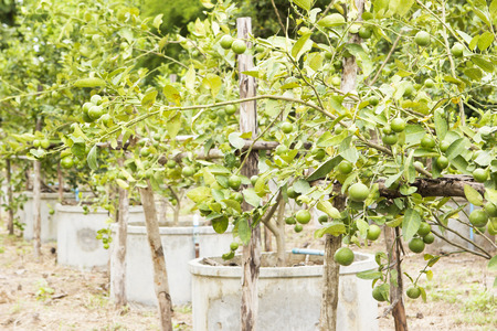 Lime tree farm in round cement tank ,agriculture.の写真素材