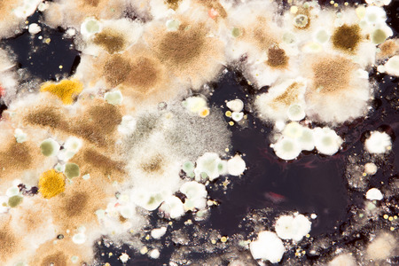 Moldy from juiceの写真素材