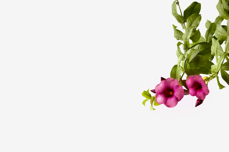 Purple bignonia isolate on white background.の写真素材