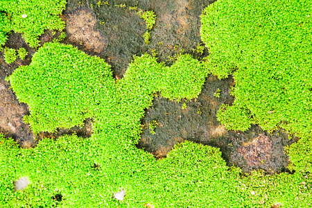 Green field from moss background close up.の写真素材
