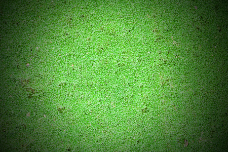 Green field from moss background close up.の写真素材