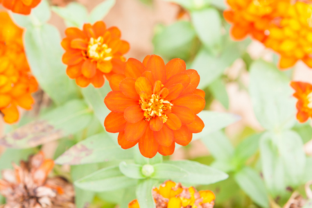 Zinnia flowers.の写真素材
