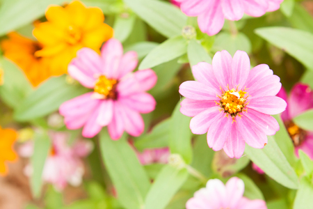 Zinnia flowers.の写真素材