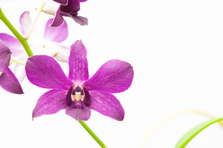 Orchid flower on white background.の写真素材