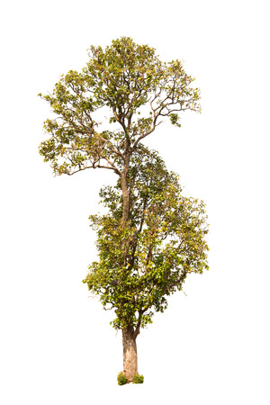 Tree isolated on white background.の写真素材