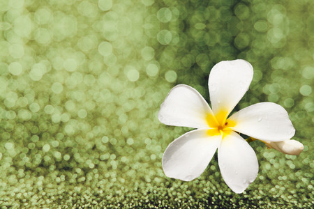white Plumeriaの写真素材