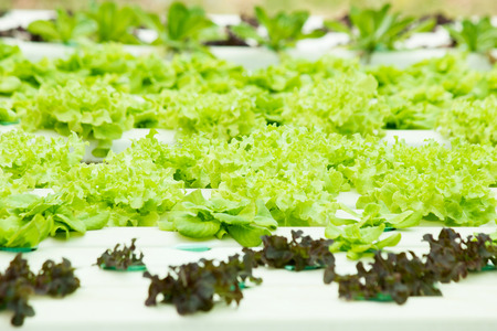 Fresh organic vegetable. Hydroponic vegetable .の写真素材