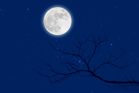 Halloween design background with , naked trees, and moon.の写真素材