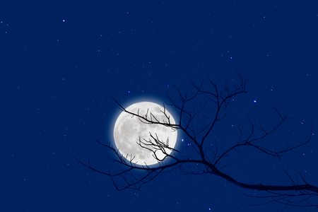 Halloween design background with , naked trees, and moon.の写真素材