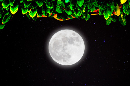 Full moon with stars and ivy on darkness sky.の写真素材