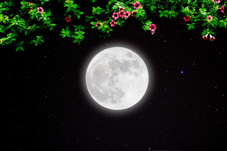 Full moon with stars and flora on darkness sky.の写真素材