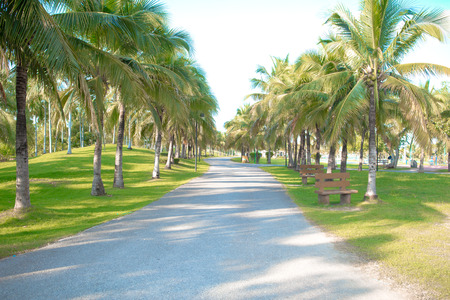 green park. coconut park for background.の写真素材
