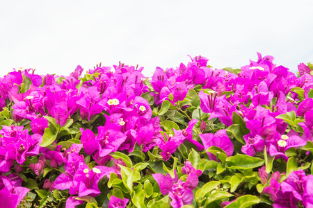 bougainvilleas isolated on white background.の写真素材