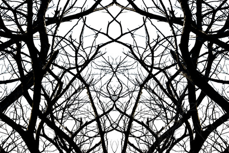 Dead branches.の写真素材