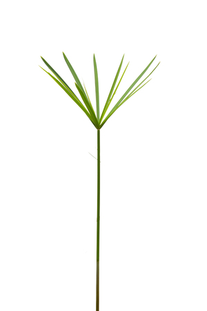 sedge isolate on white.The flow of the plant.の写真素材