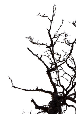 Dead branches , Silhouette dead tree or dry tree on white background with clipping path.の写真素材