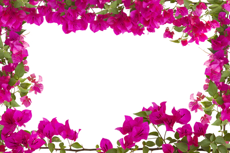 Bougainvilleas frame isolated on white background. Frame in spring.の写真素材