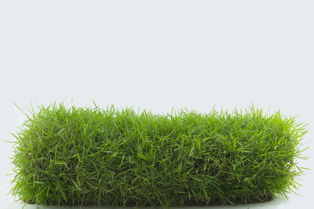 Grass isolated on white background.の写真素材