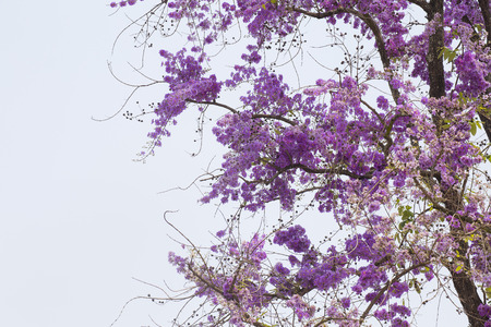 Spring flower , Lagerstroemia floribunda, flower tree.の写真素材