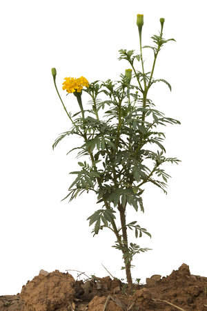 One flower marigold isolated on a white background.の写真素材