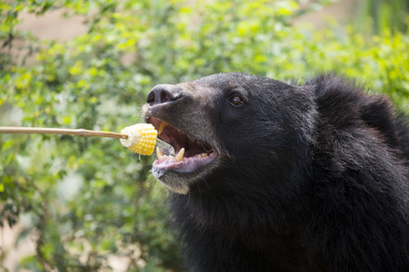Feeding the bear.の写真素材