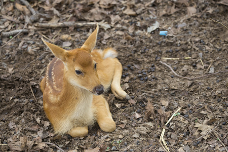 Fawn.の写真素材