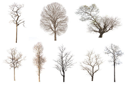 Set of Dead tree on white background.の写真素材