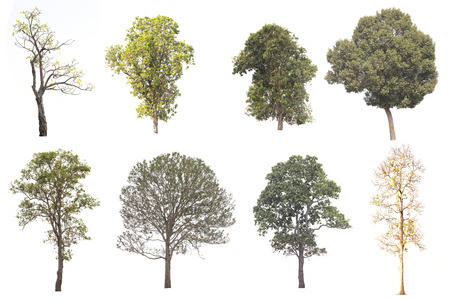 Set of Tree isolated on white background.の写真素材