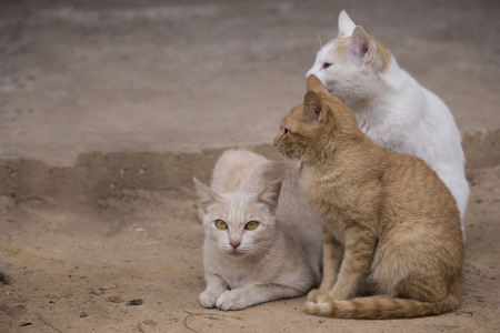 House cat in rural.の写真素材