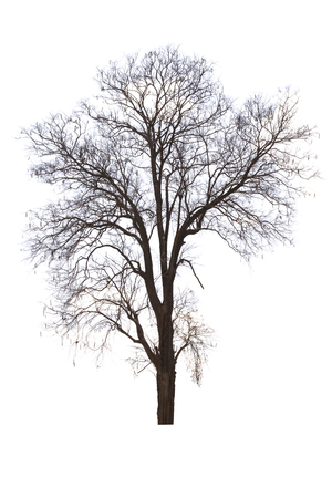 Dead tree with dry scene isolate on white background.の写真素材