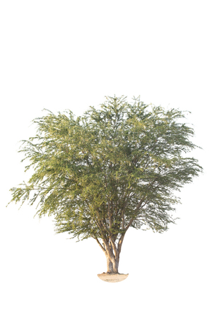 Manila tamarind tree isolated on white background.Tree isolated on white background.の写真素材