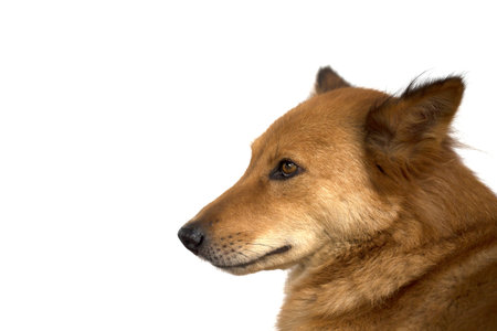 Dog isolated on white background.