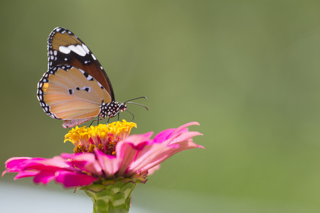 Closeup Butterfly and Flowers.の写真素材