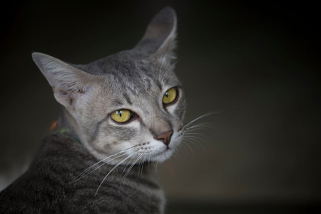 Close up of cat in the dark .  What was that by cat.