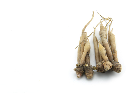 Fingerroot on white background.の写真素材