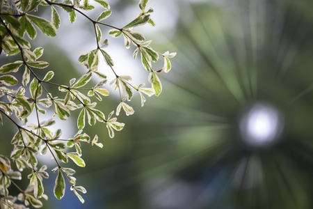 Green leaf in the morning with blurred background.Terminalia ivorensis Chev.の写真素材