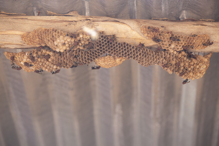 Hymenoptera on wood. Wasp's nest.の写真素材