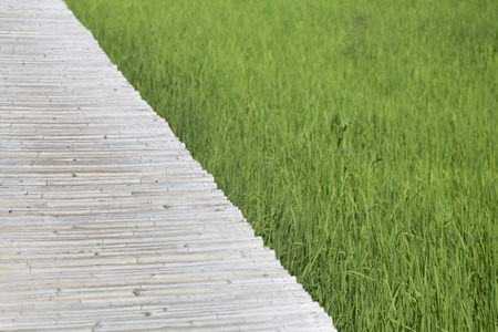 Path from bamboo over green field.の写真素材