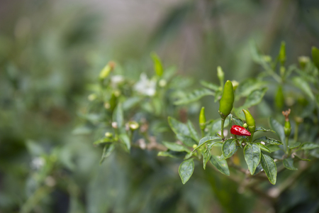 Closeup of Chilli in garden.の写真素材